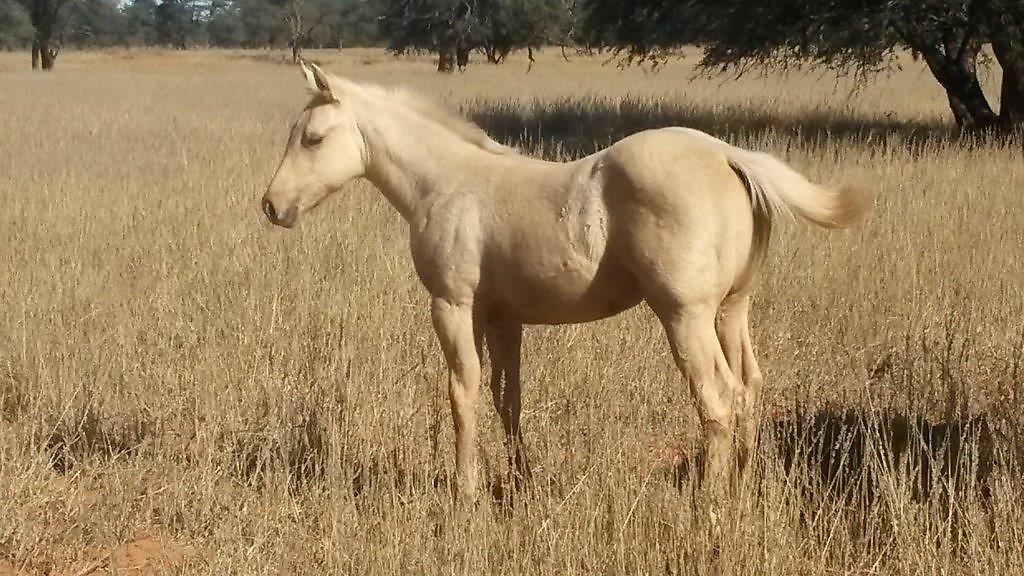 Kalahari BRONX Smokin Doc